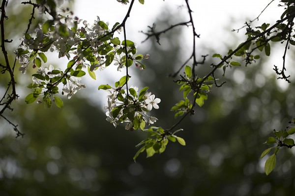 Backlit Cherry Blossom