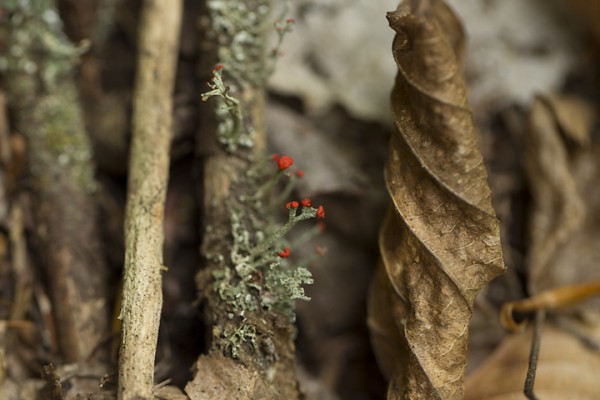 Flowering Red Lichen