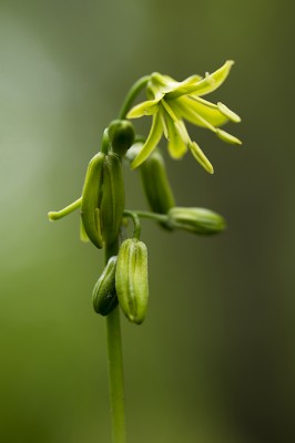 Trout Lily