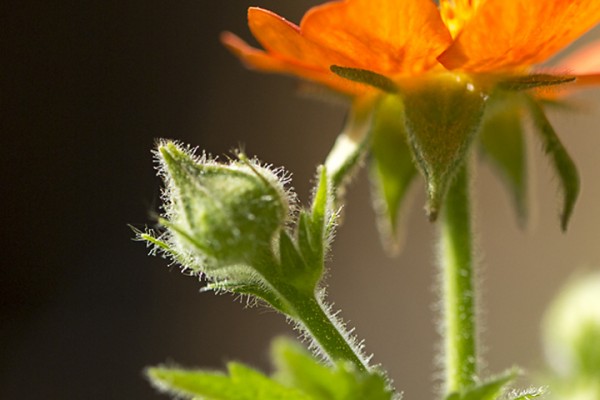 Scarlet Avens