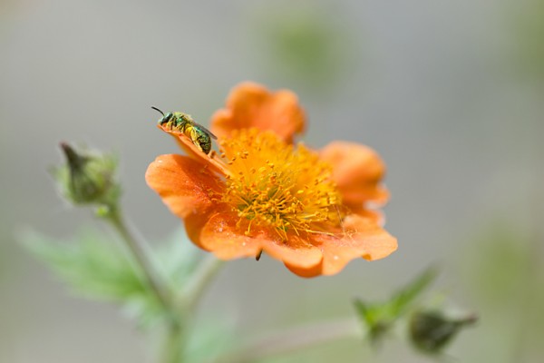 Scarlet Avens and Bee
