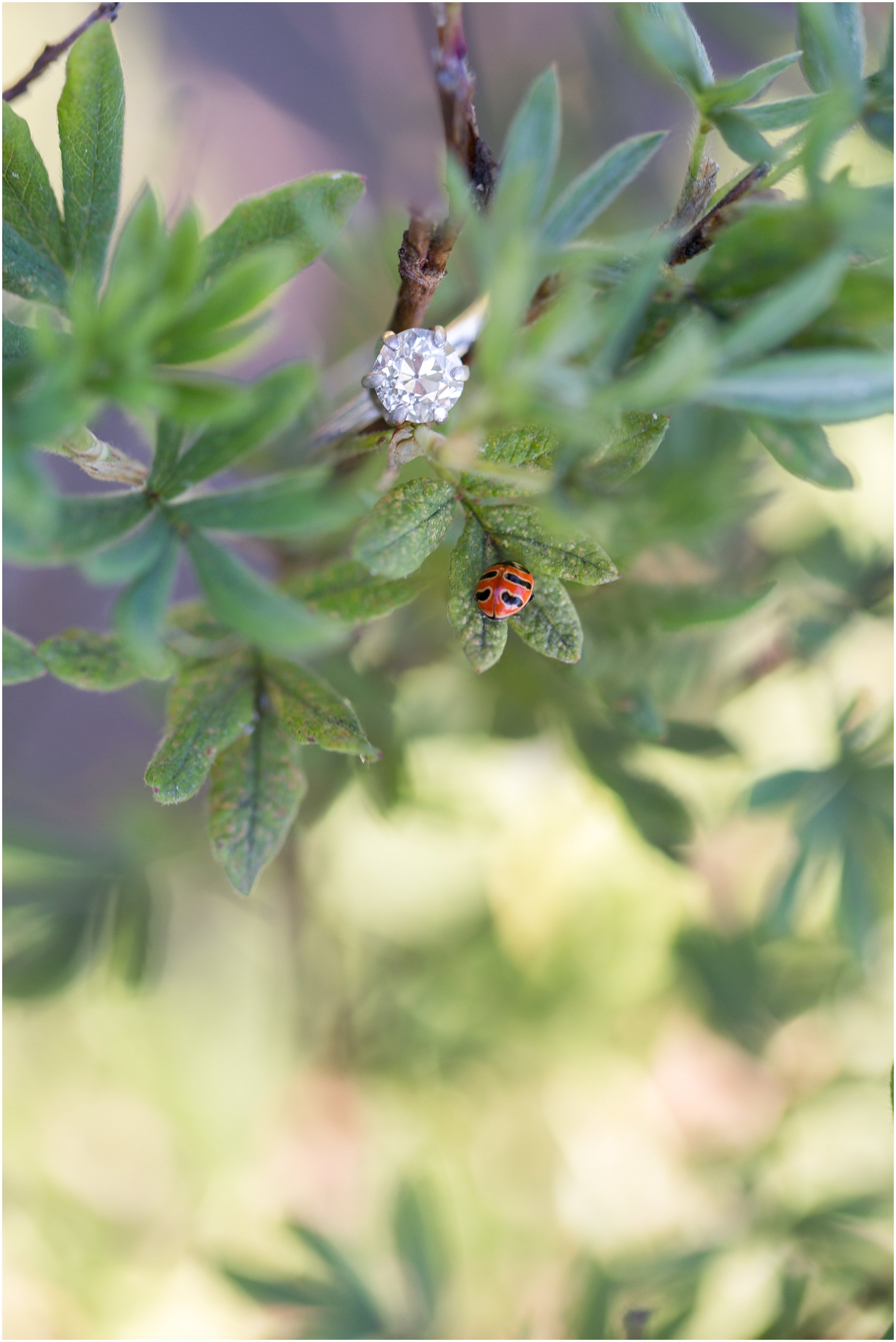 Engagement Ring with Ladybug