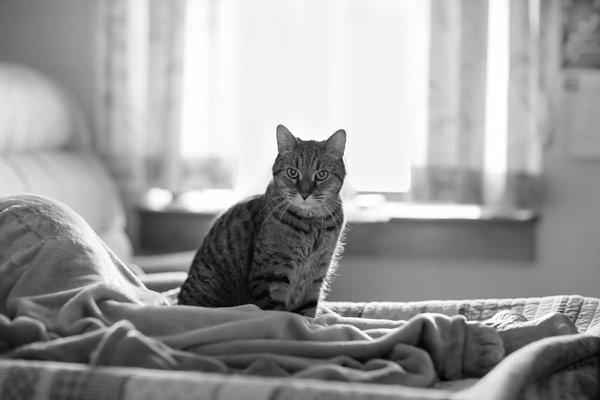 Clyde, Nursing Home Cat