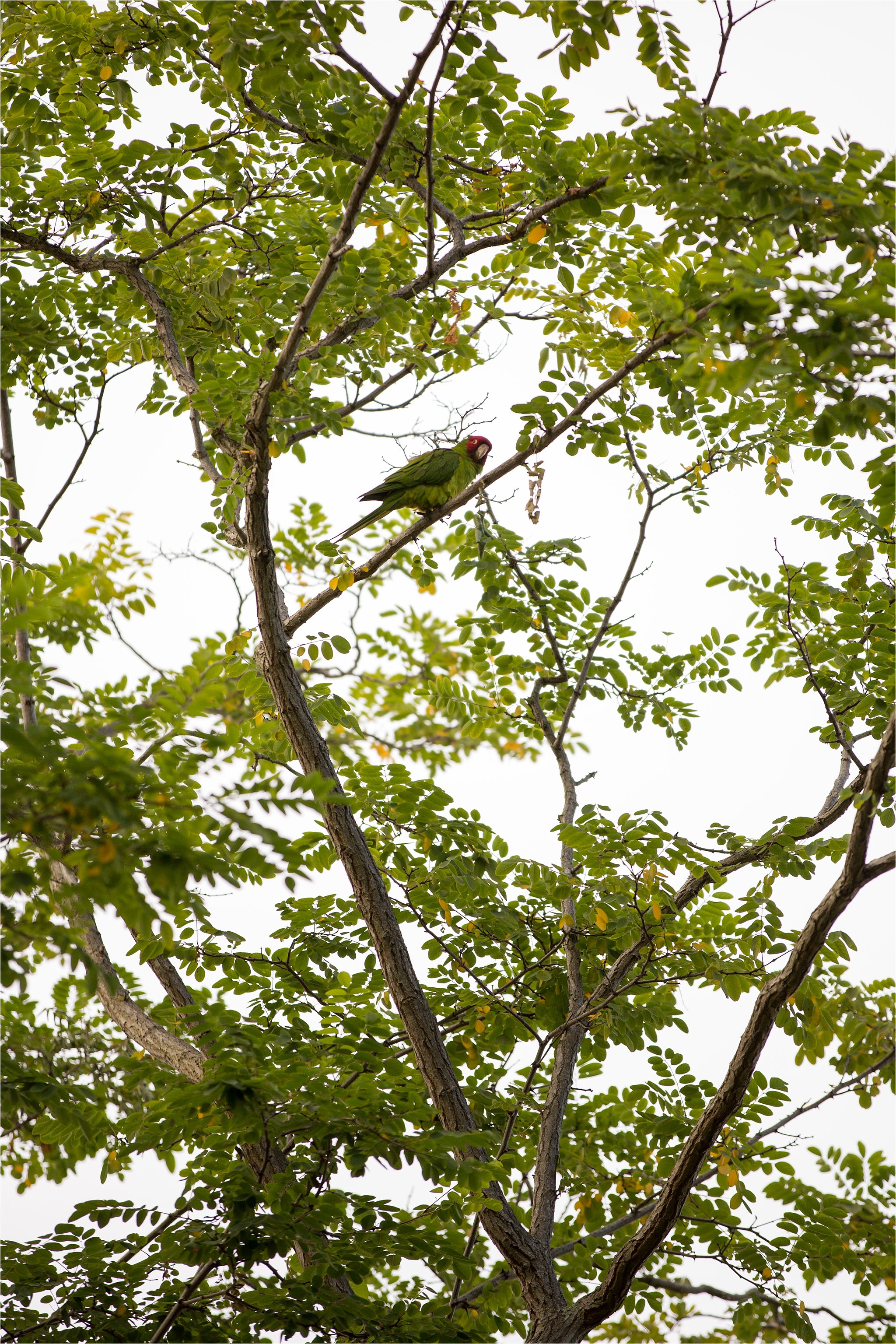 Wild Parrots of Telegraph Hill