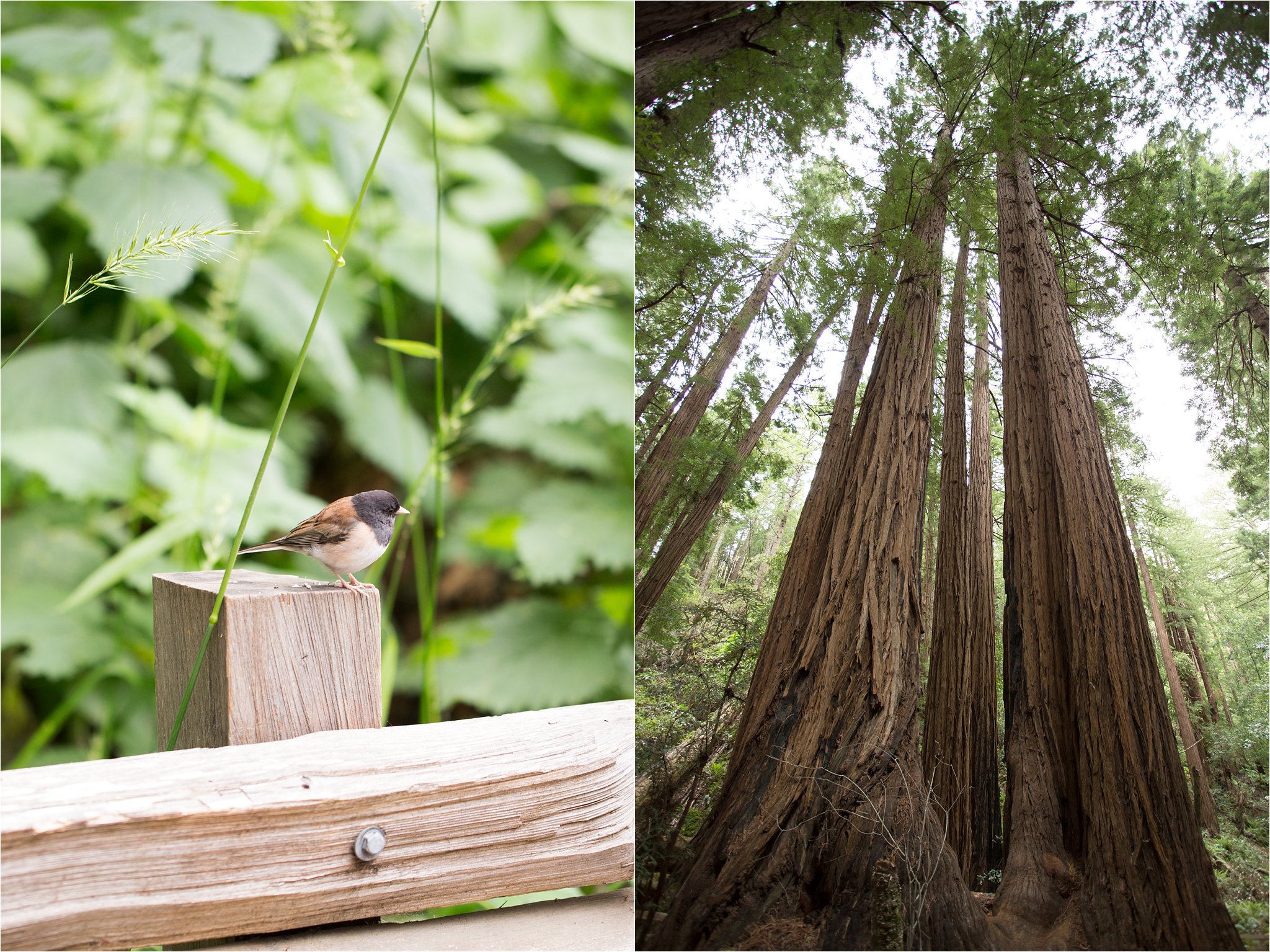 Songbird and Muir Woods