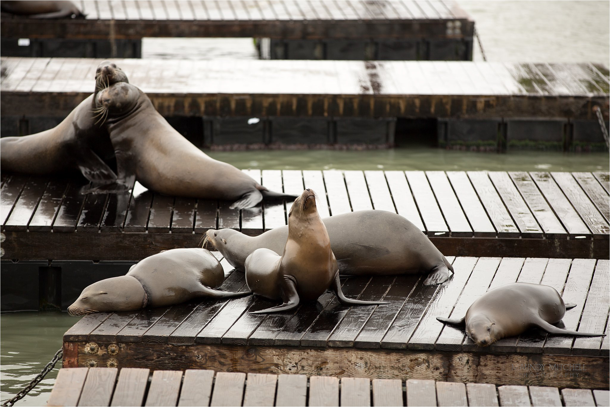 Sea Lions at Pier 39 Fisherman's Wharf