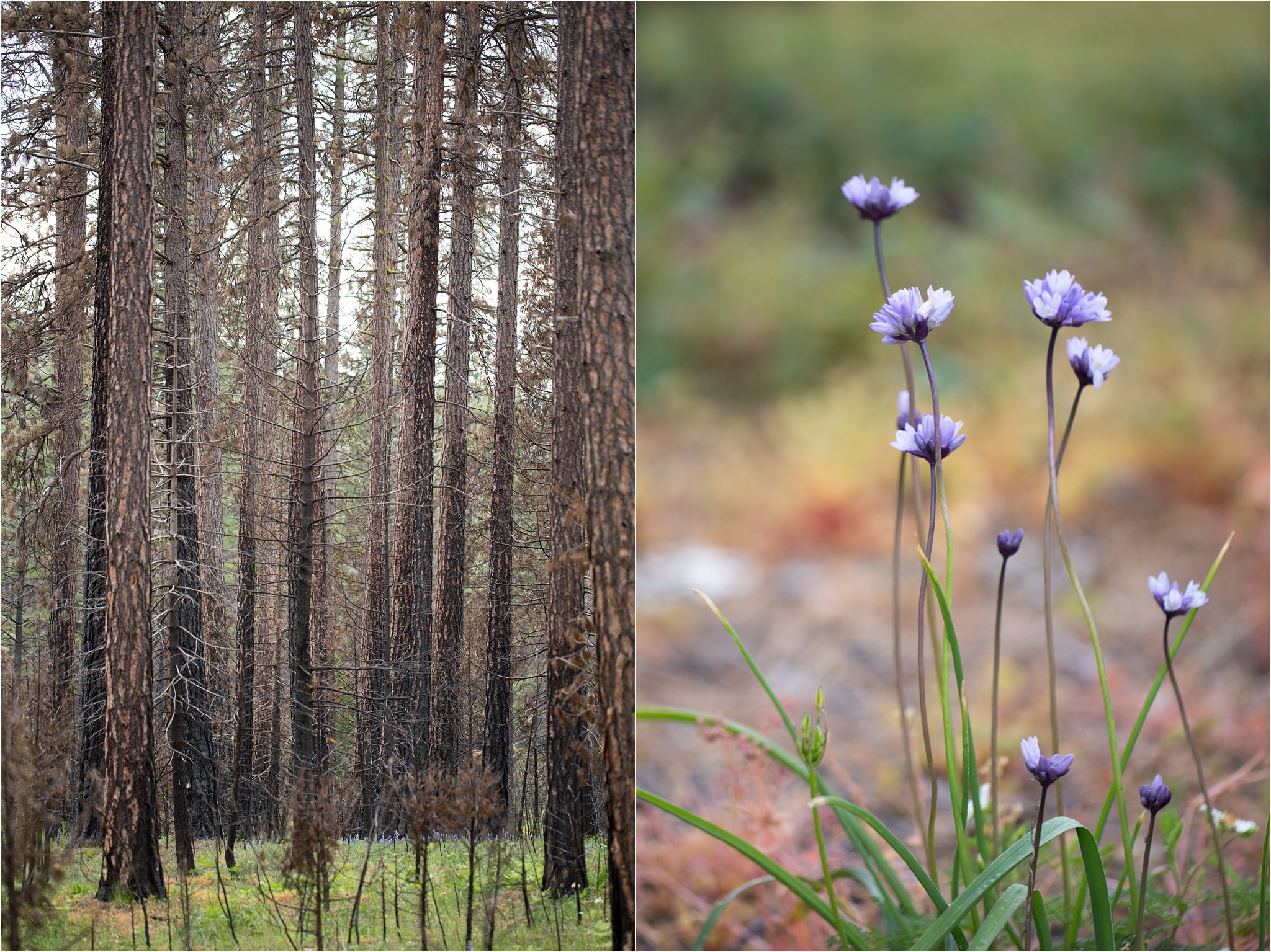 Charred Trees and Wildflowers