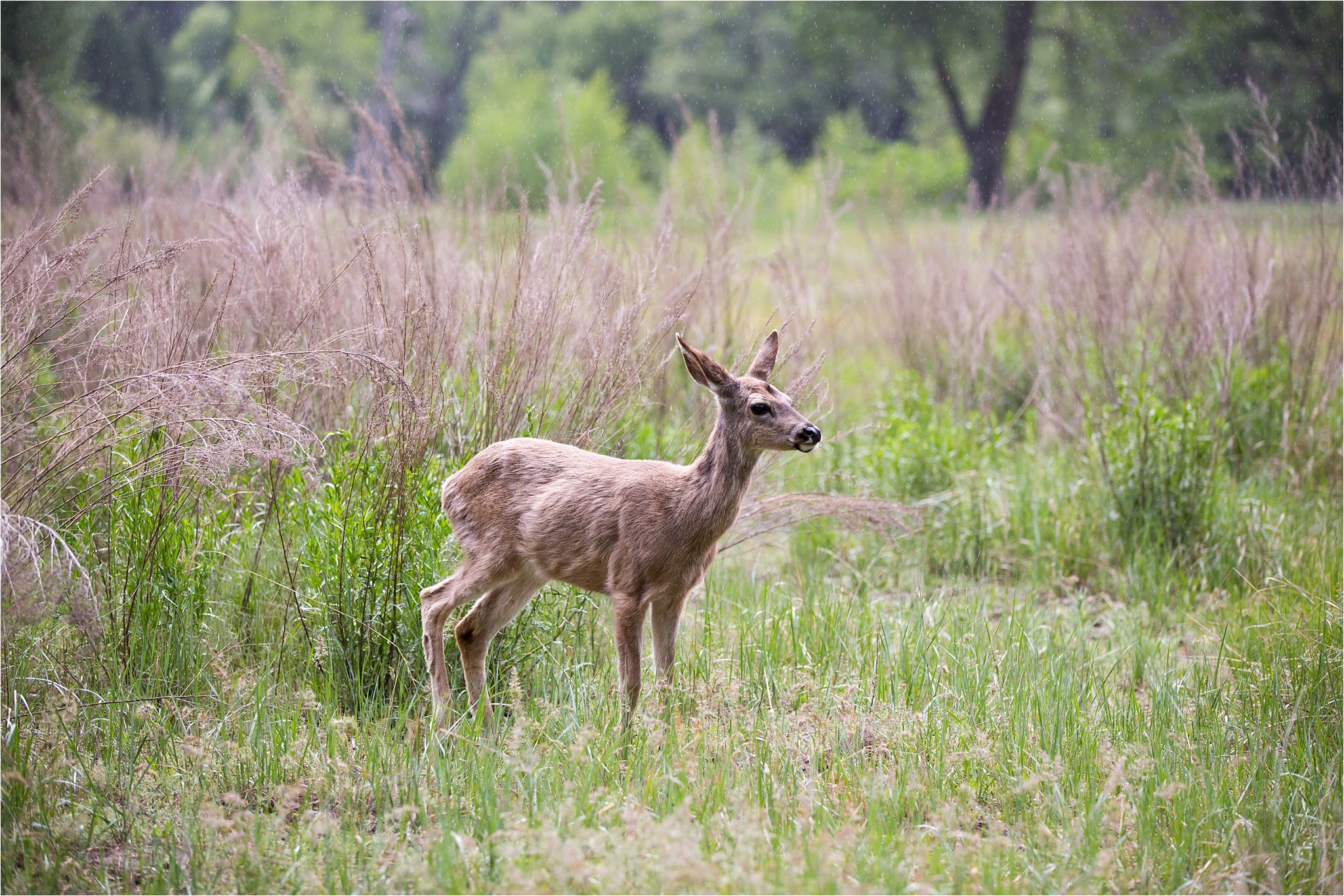 Deer in Yosemite 3
