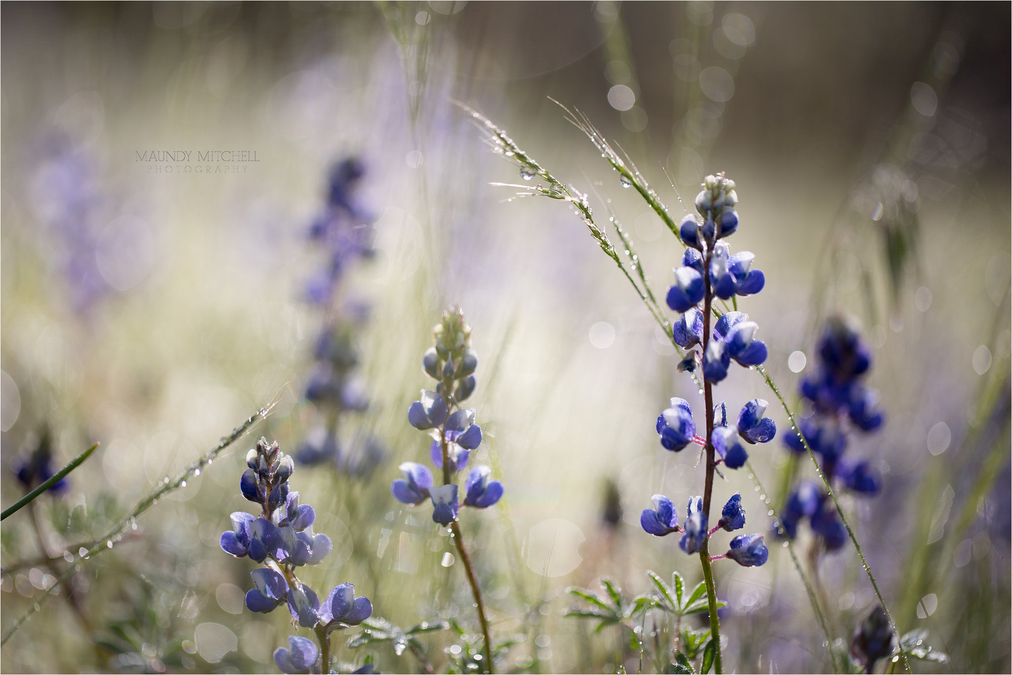 Lupine in Yosemite National Park