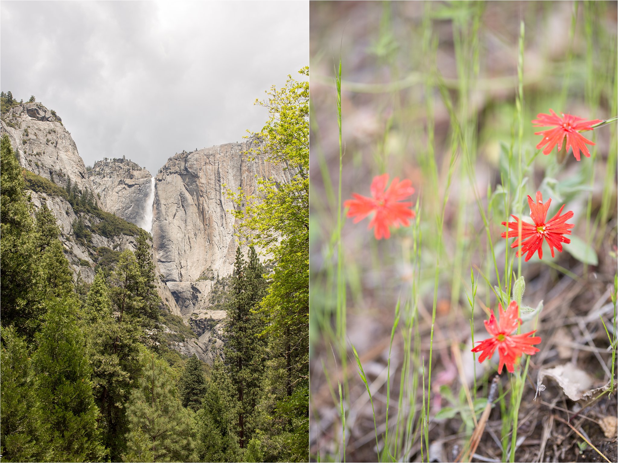 Yosemite Waterfall and Wildflowers