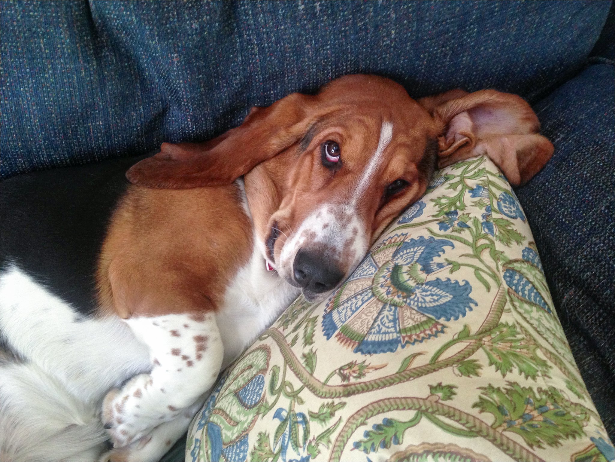 Basset Hound on the Sofa