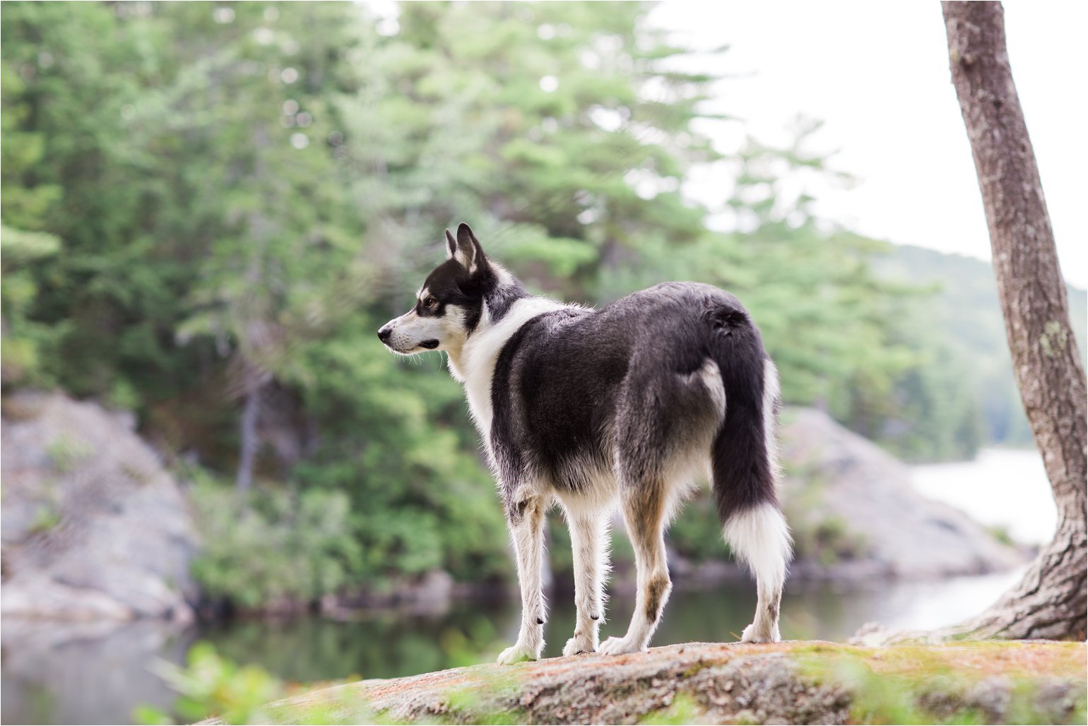 Alaskan Dog at Pond (C) Maundy Mitchell