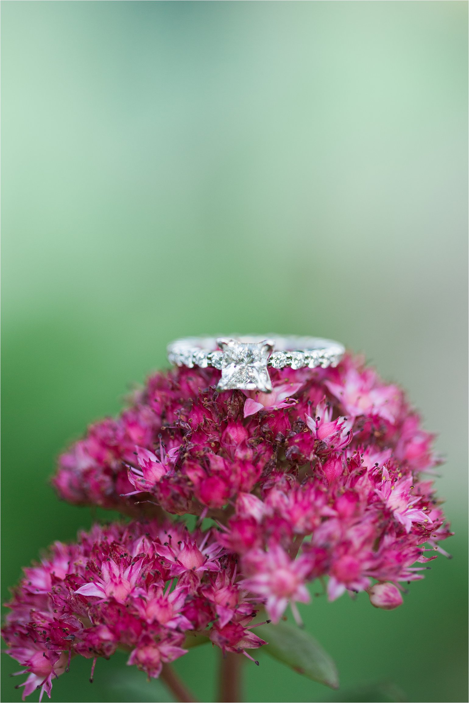 engagement, © 2015 Maundy Mitchell_0050.jpg