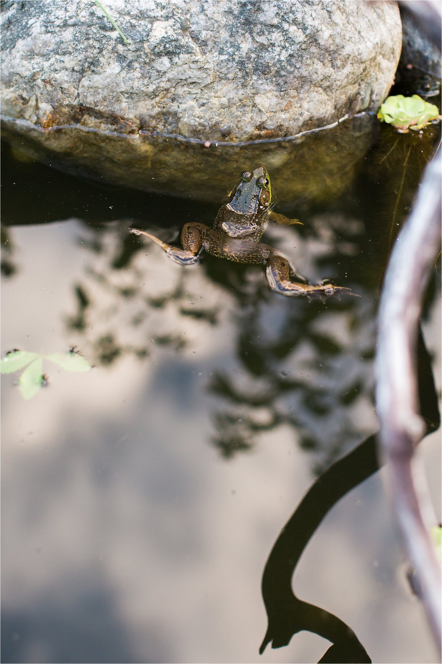 Frog in Pond © 2015 Maundy Mitchell