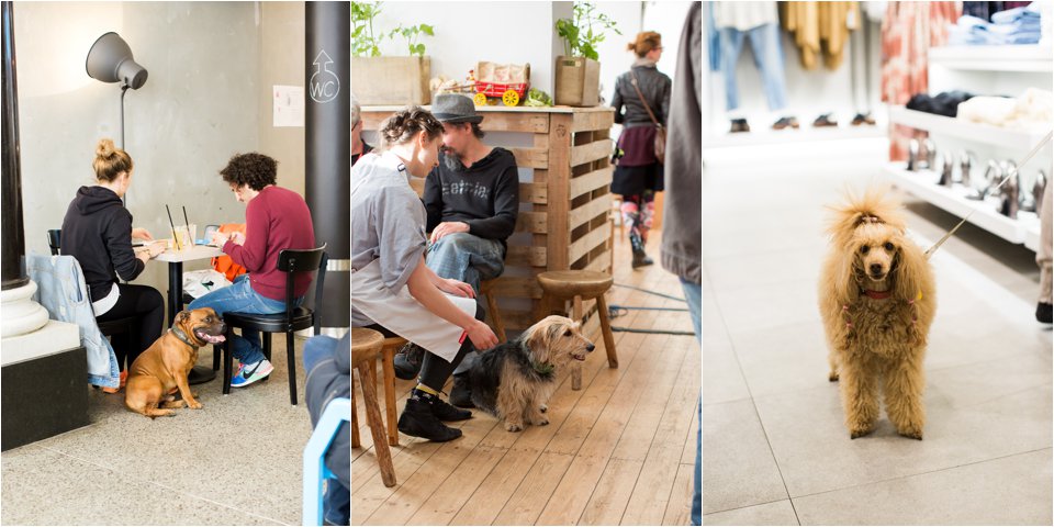 Dogs in Prague (C) Maundy Mitchell