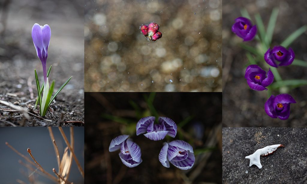 Photos from my garden in early spring: crocuses, buds, the jawbone of a mouse