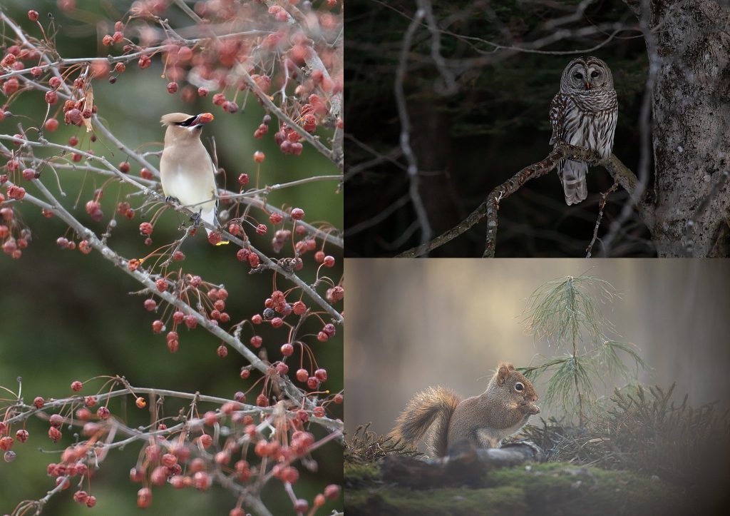 A cedar waxwing, a barred owl, a red squirrel