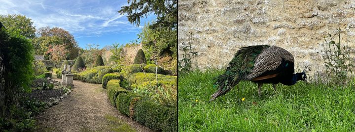 Corsham Court gardens and peacock