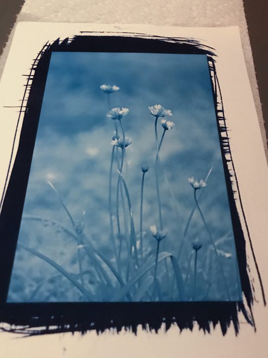 floral cyanotype
