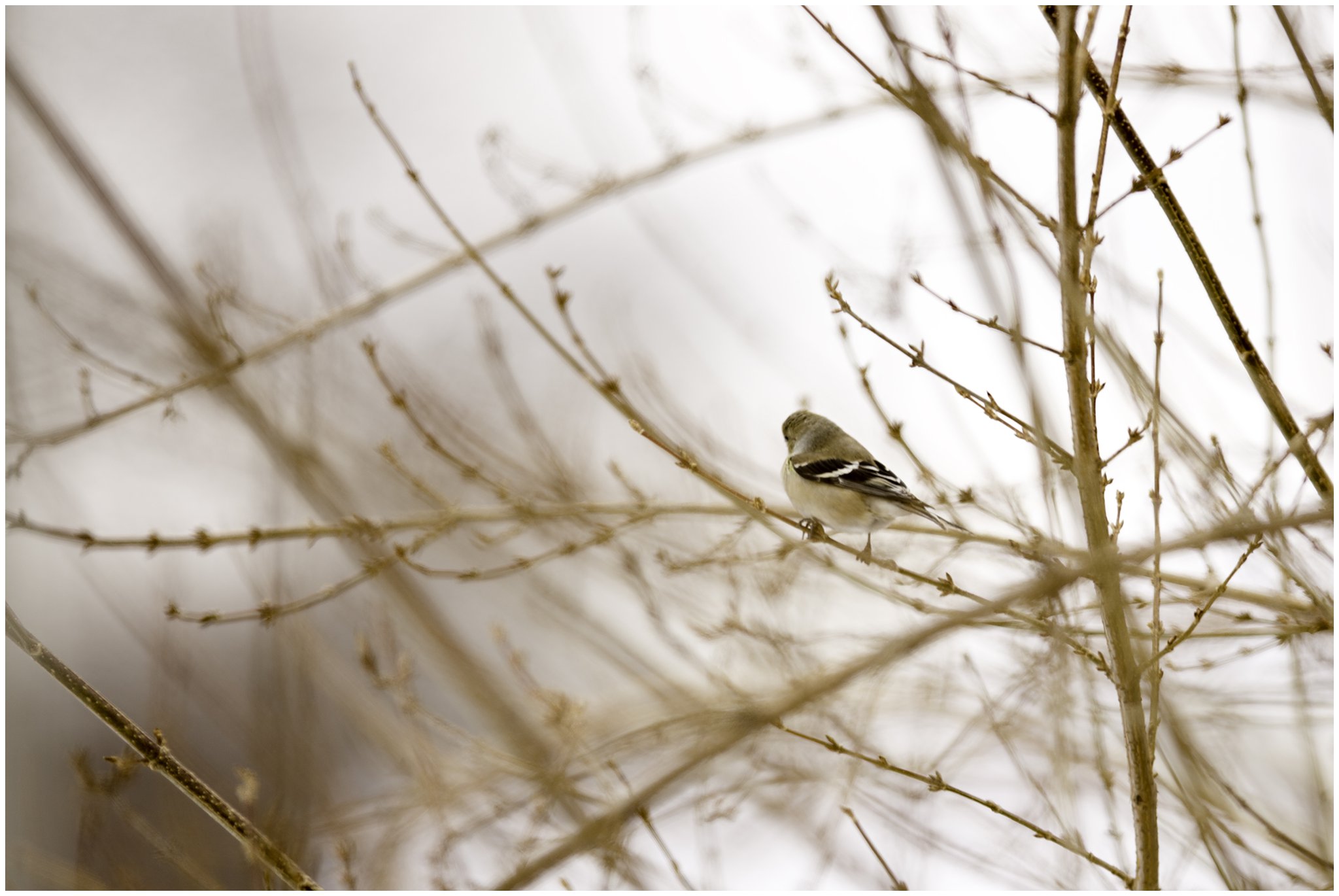 goldfinch in golden light.jpg