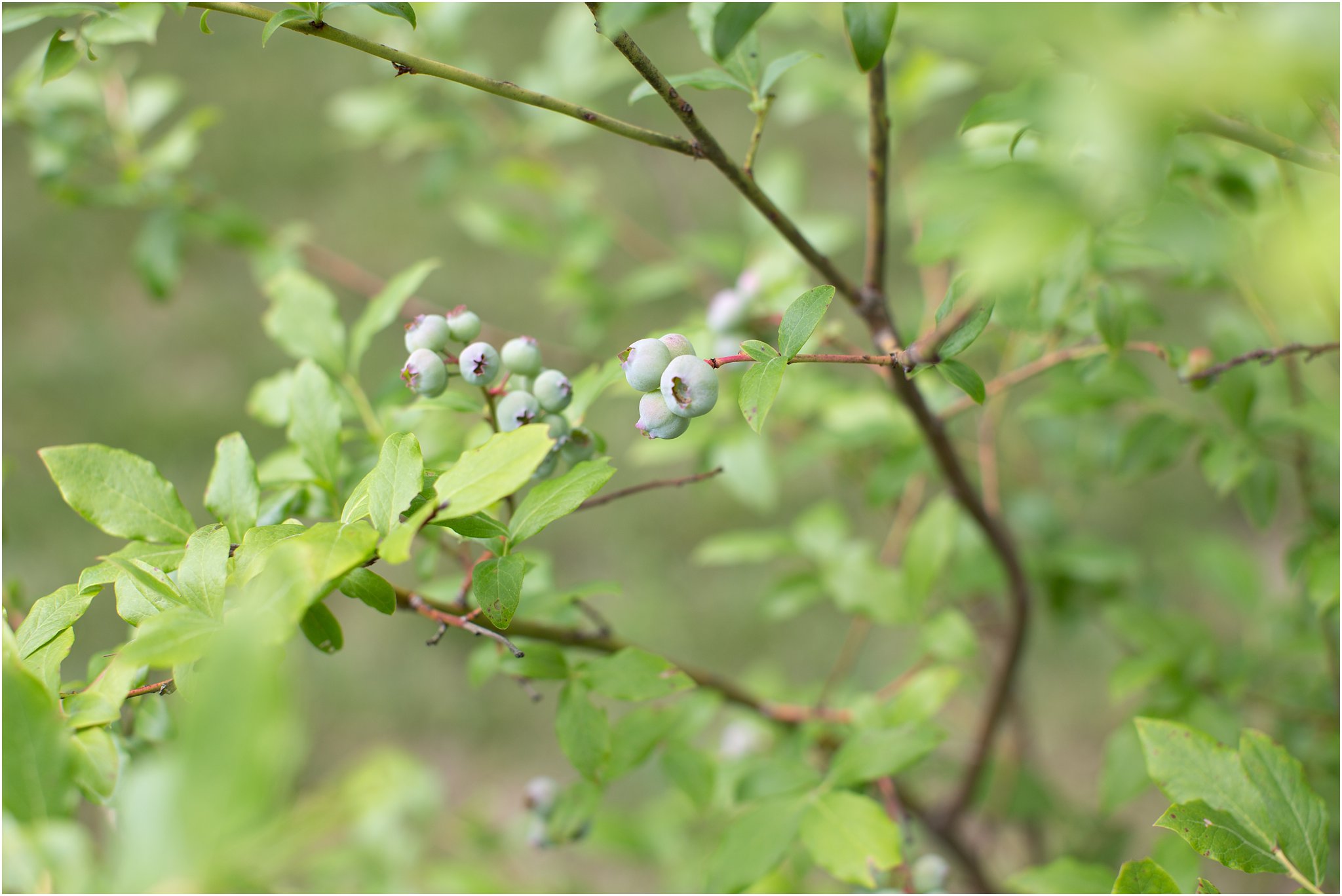 blueberries