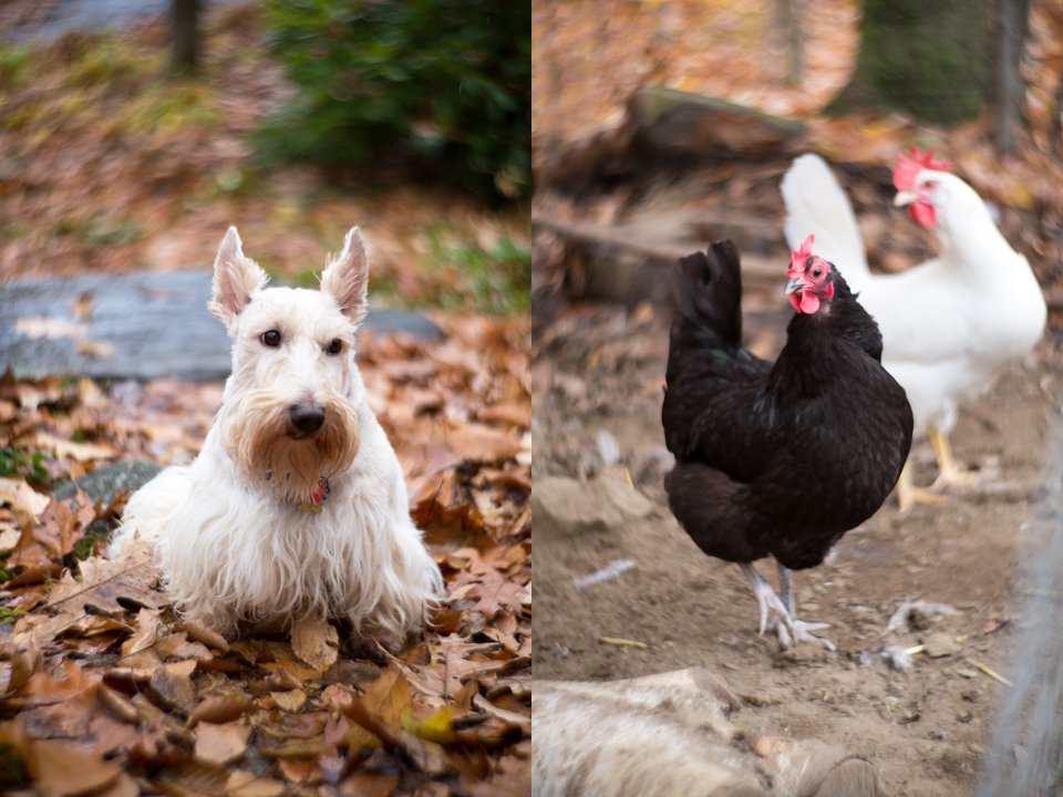 Wheaton Scottish Terrier and Chickens
