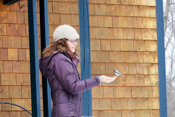 hand-feeding chickadees