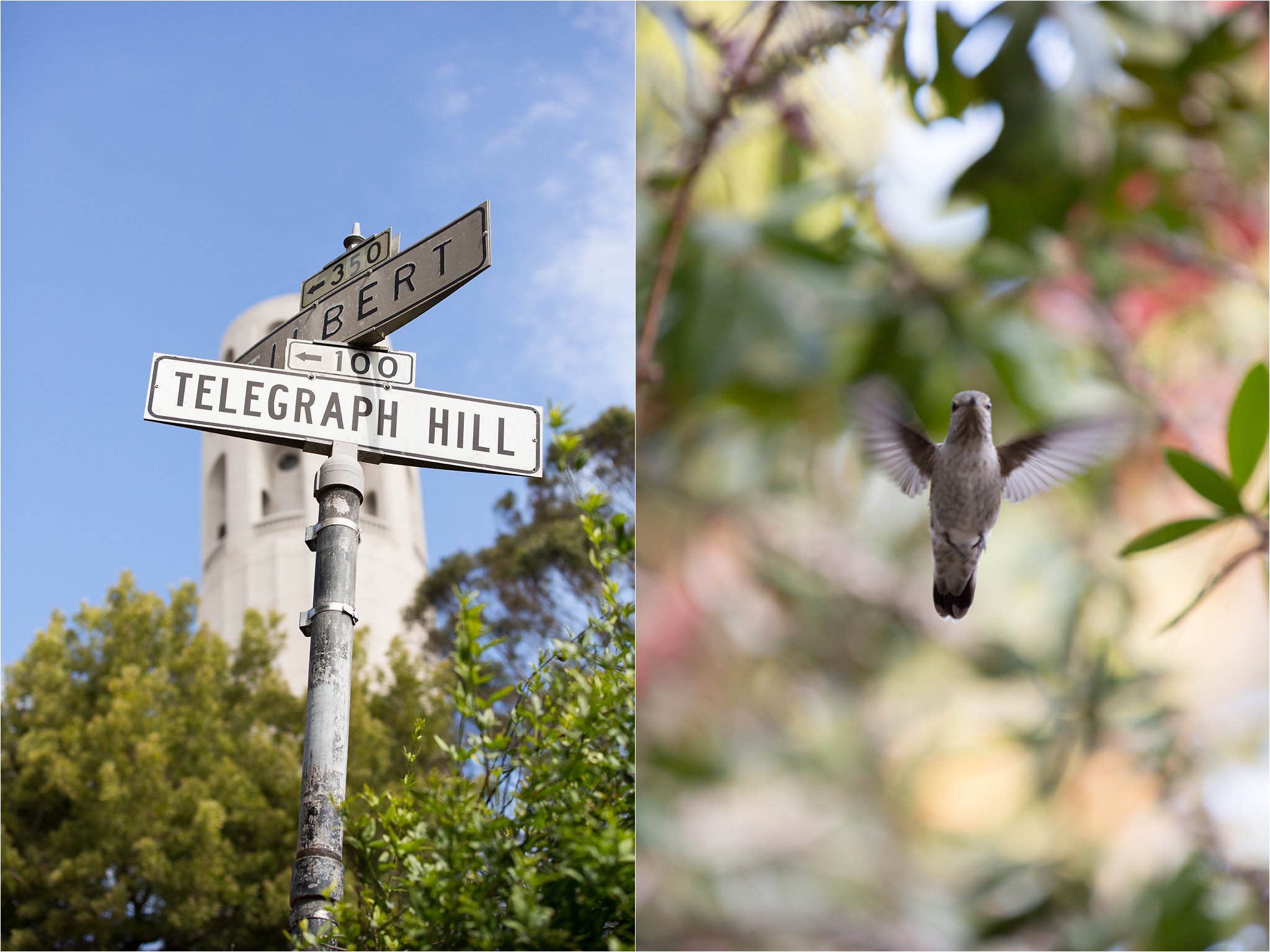 Telegraph Hill Sign and Hummingbird