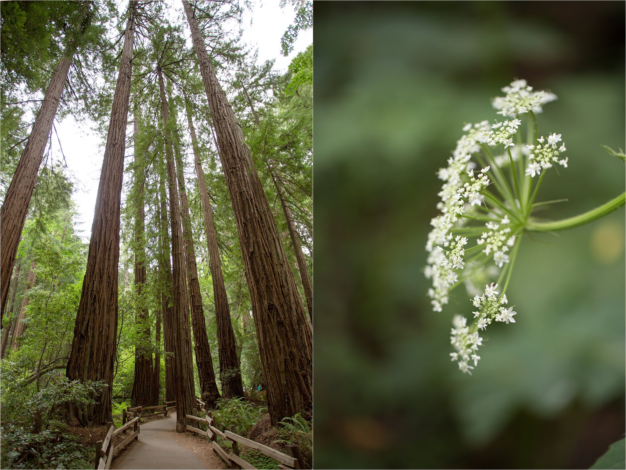 Muir Woods Path and Queen Anne's Lace