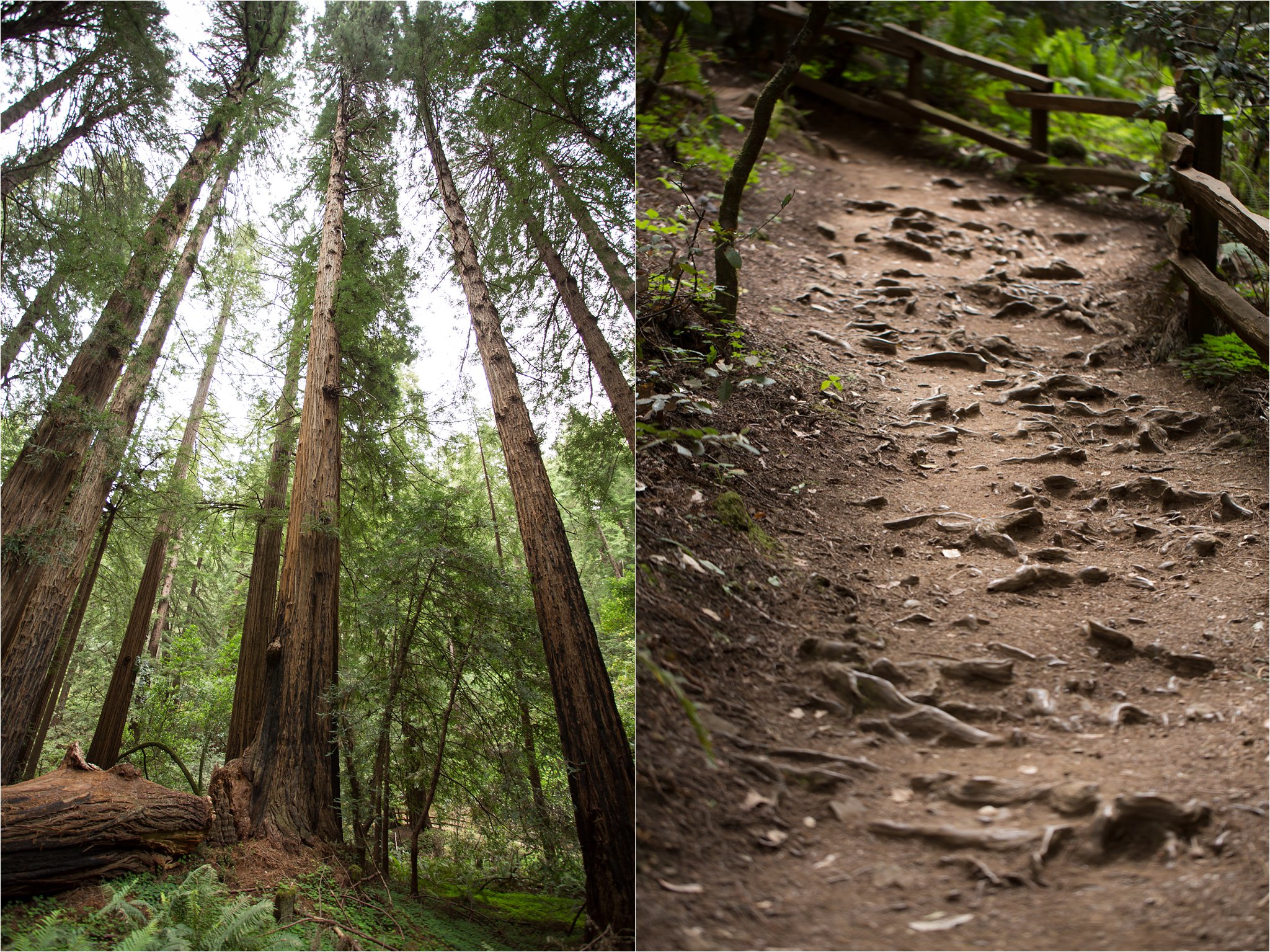 Redwoods and Path with Redwood Roots