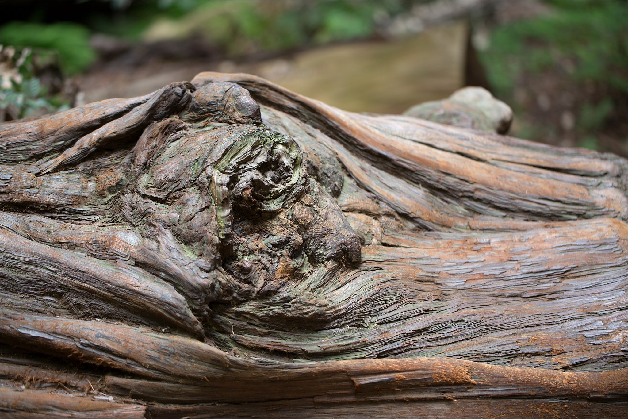Fallen Redwood Tree