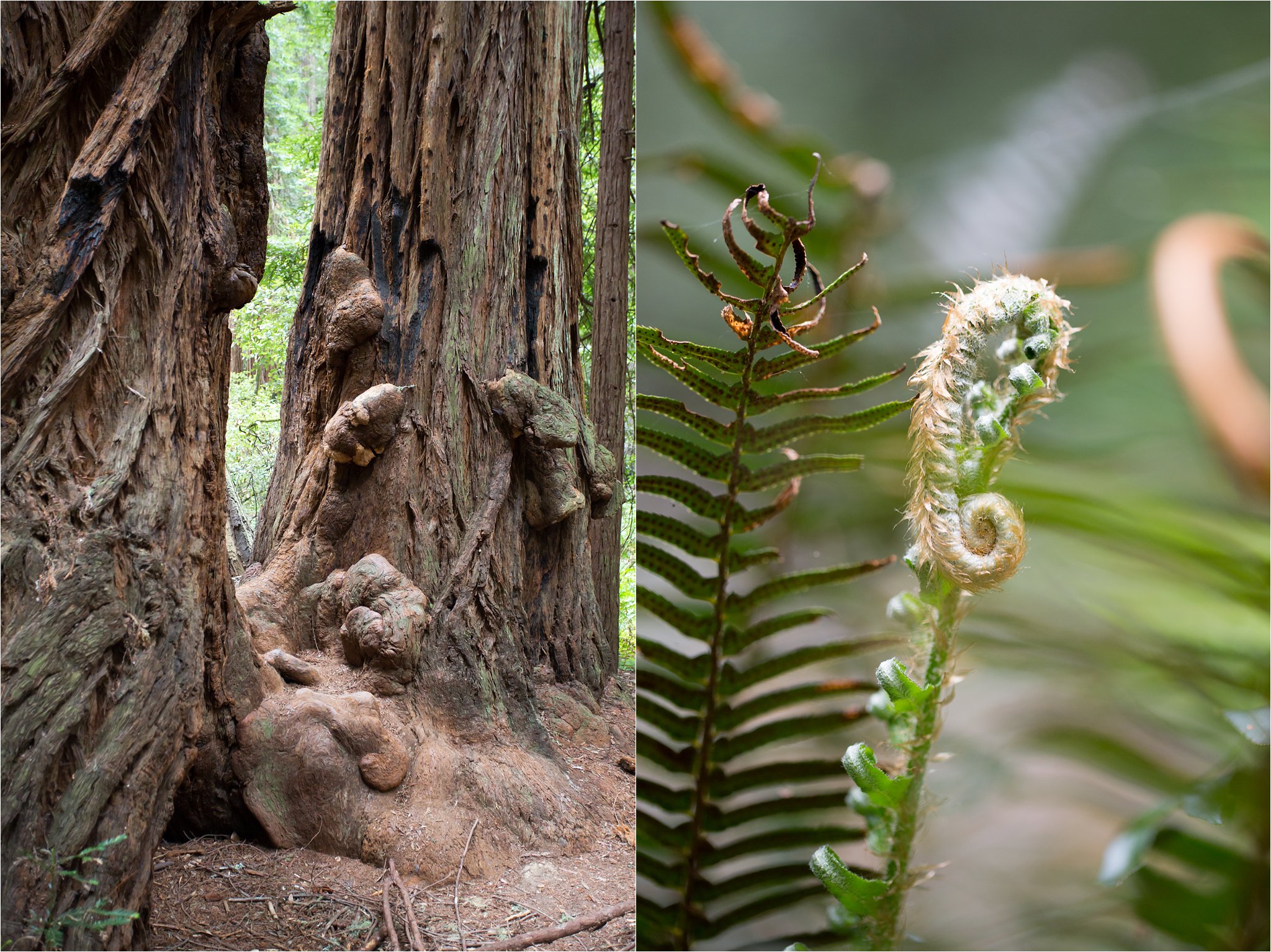 Muir Woods and Fern Detail