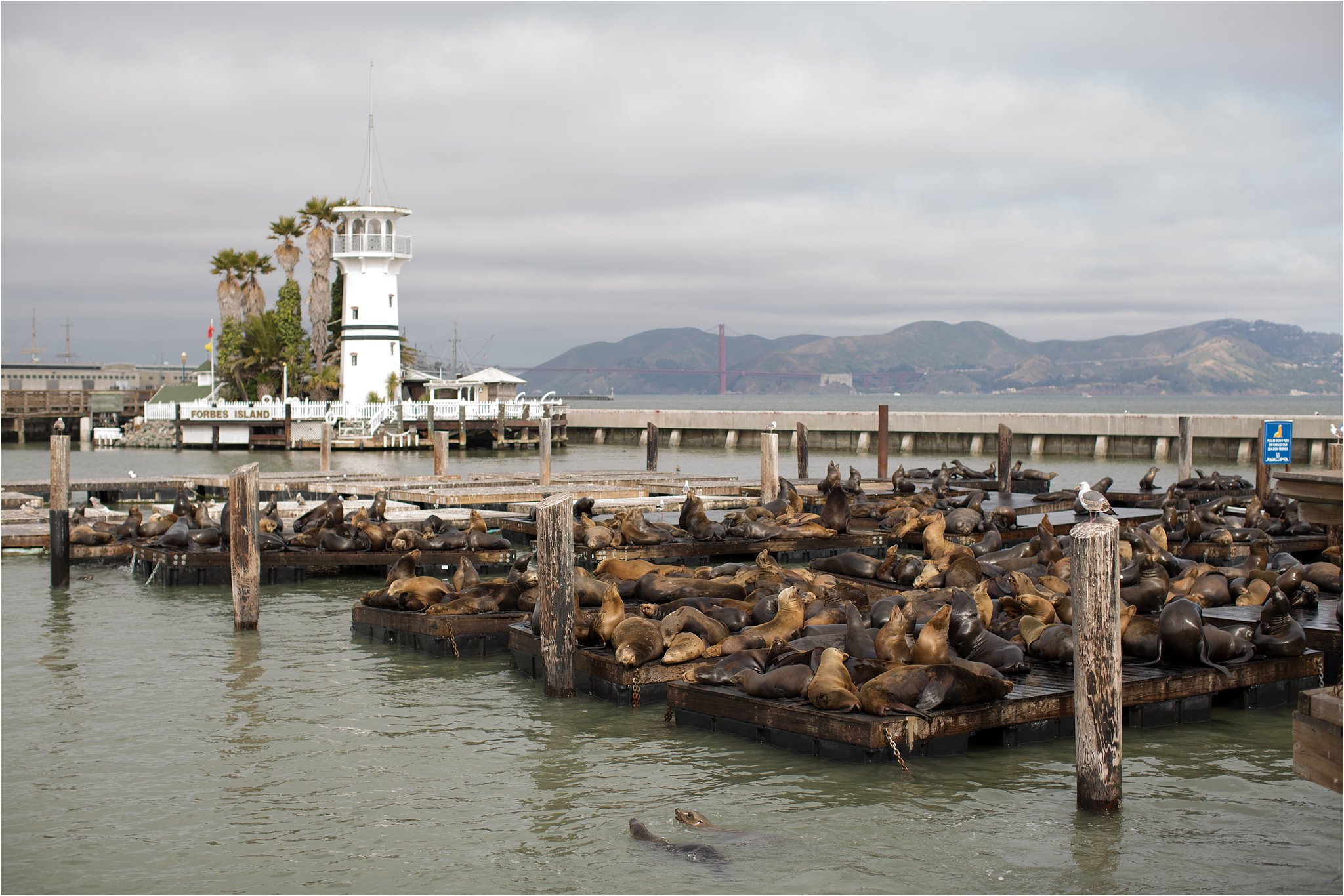 Pier 39 Lighthouse and Sea Lions