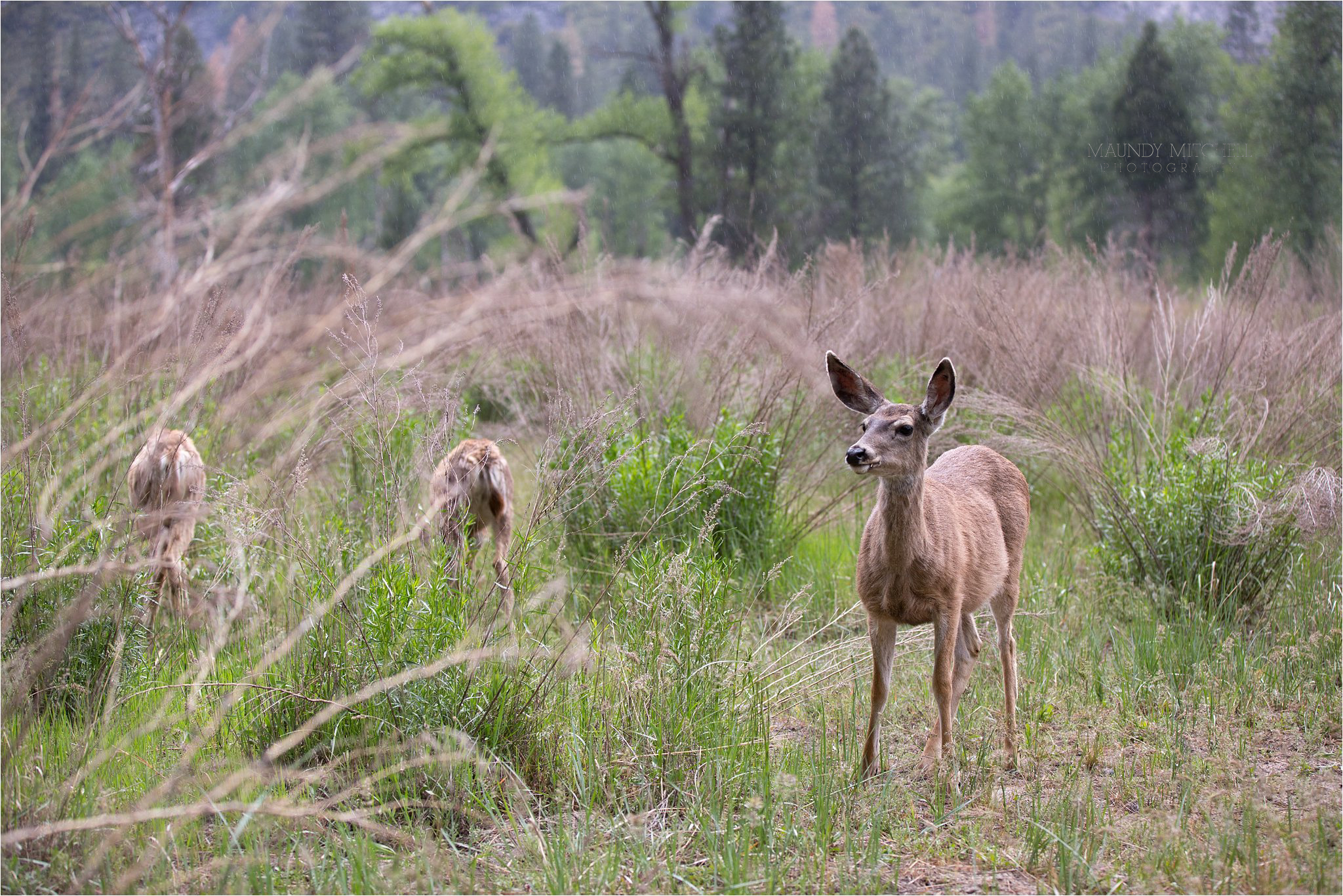 Deer in Yosemite 2