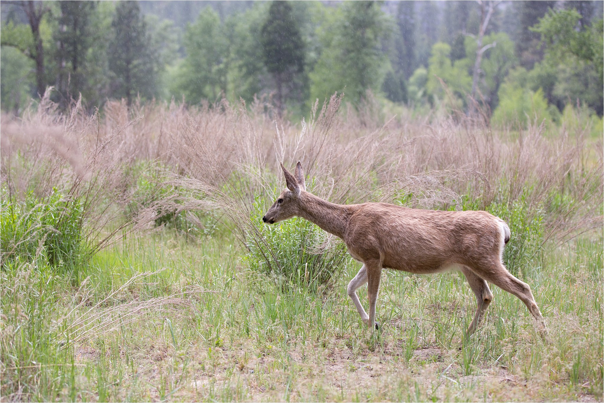 Deer in Yosemite National Park