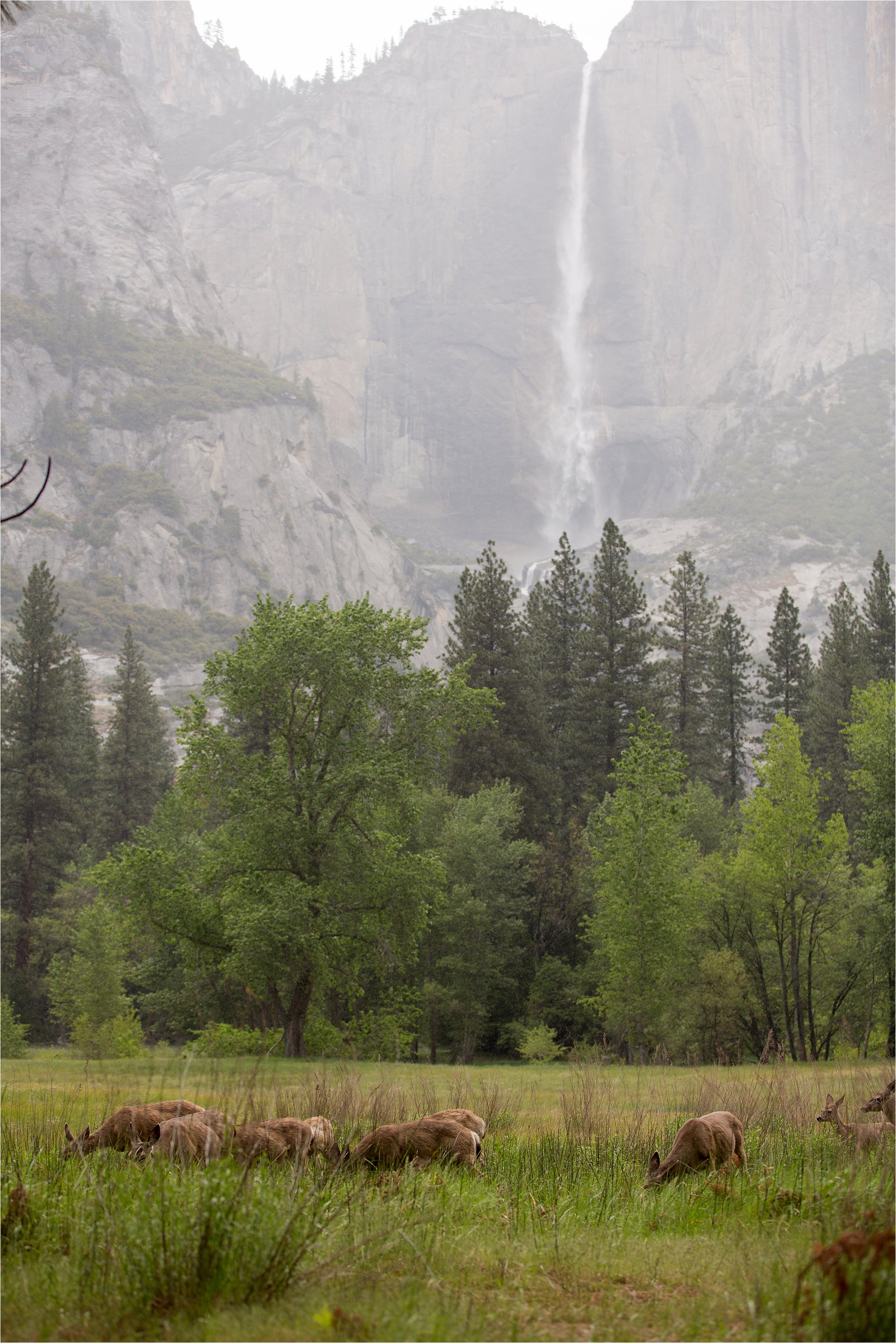 Waterfall and Deer in Yosemite National Park