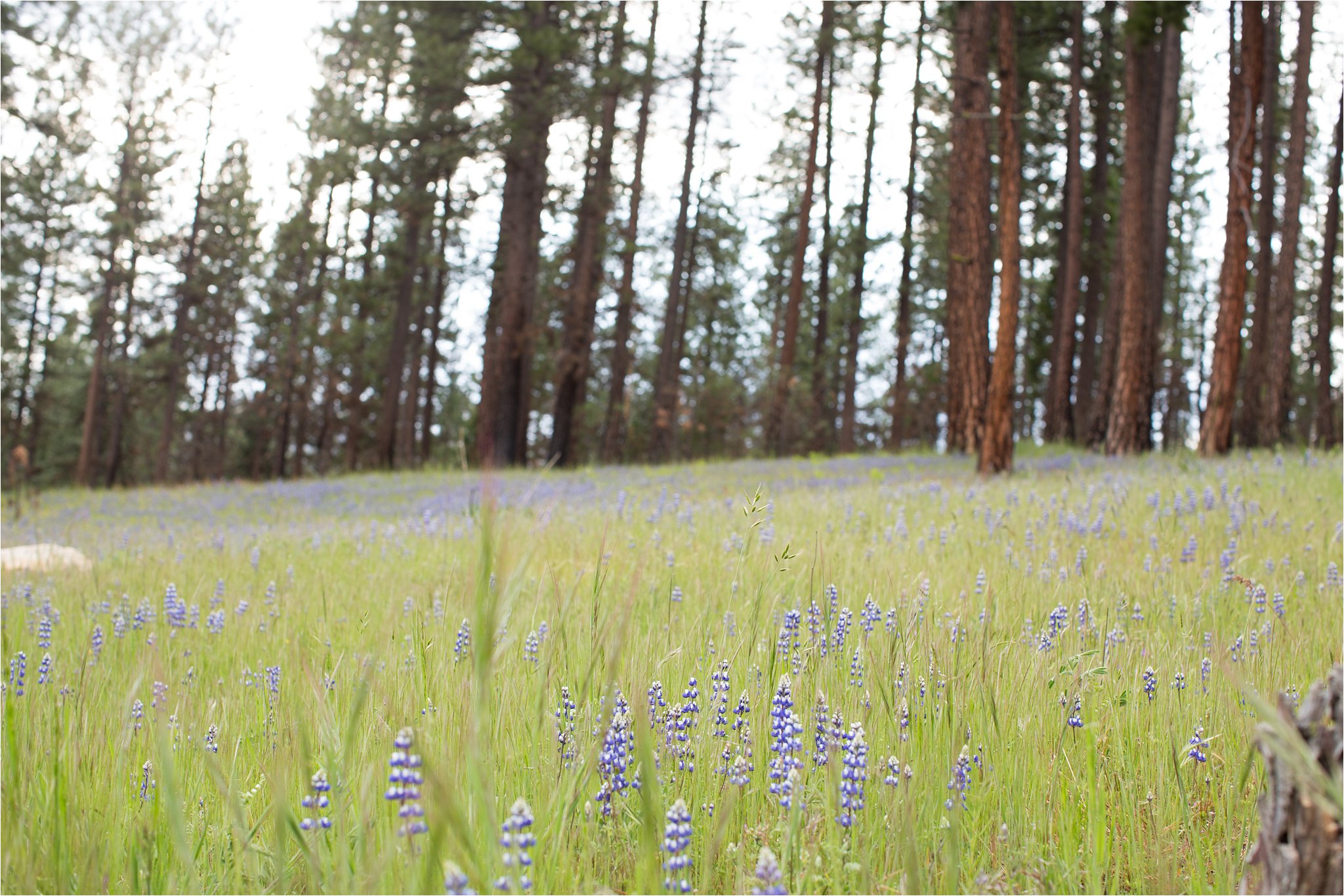 Wildflowers in Yosemite