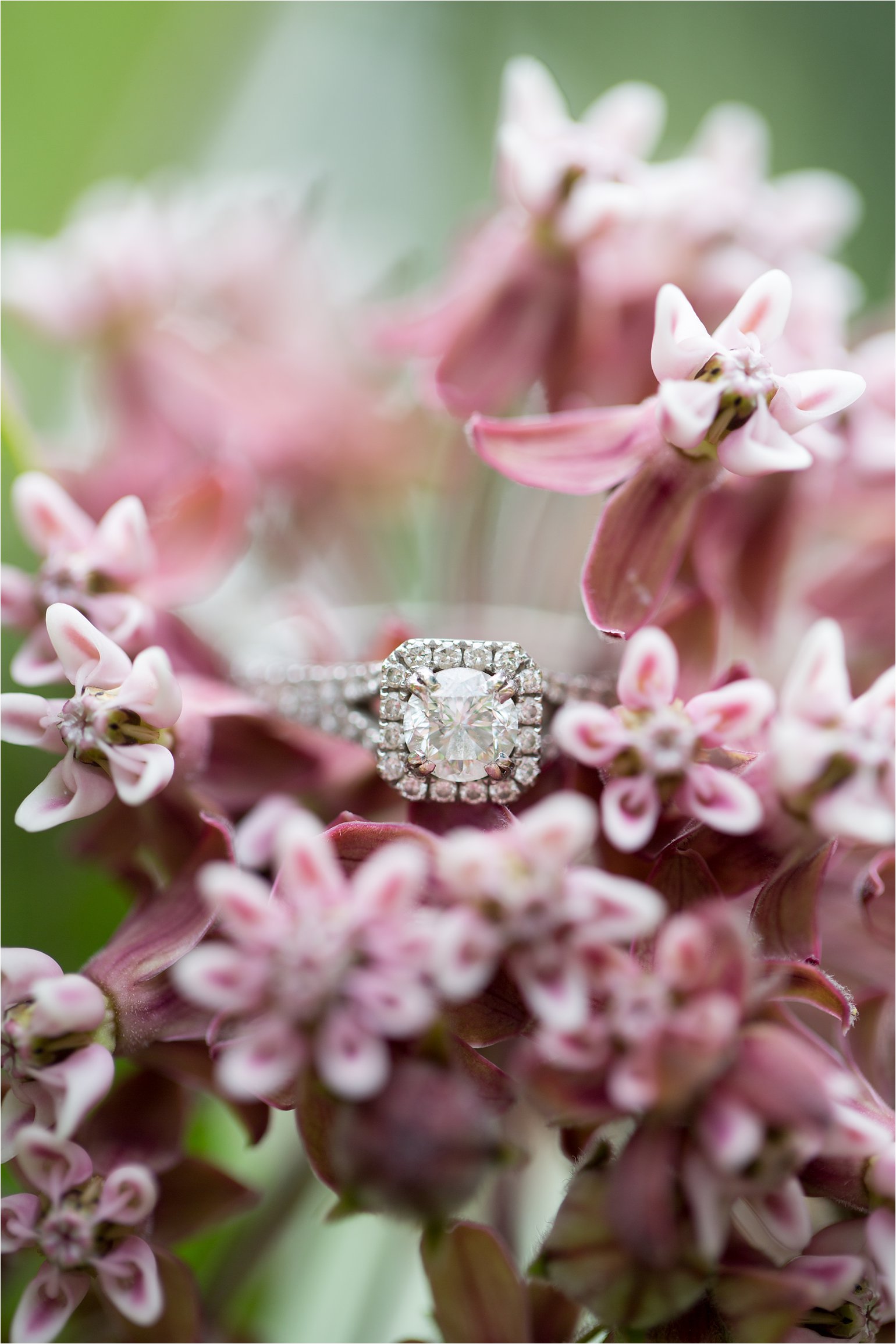 Engagement Ring on Flowers © 2015 Maundy Mitchell_0016.jpg