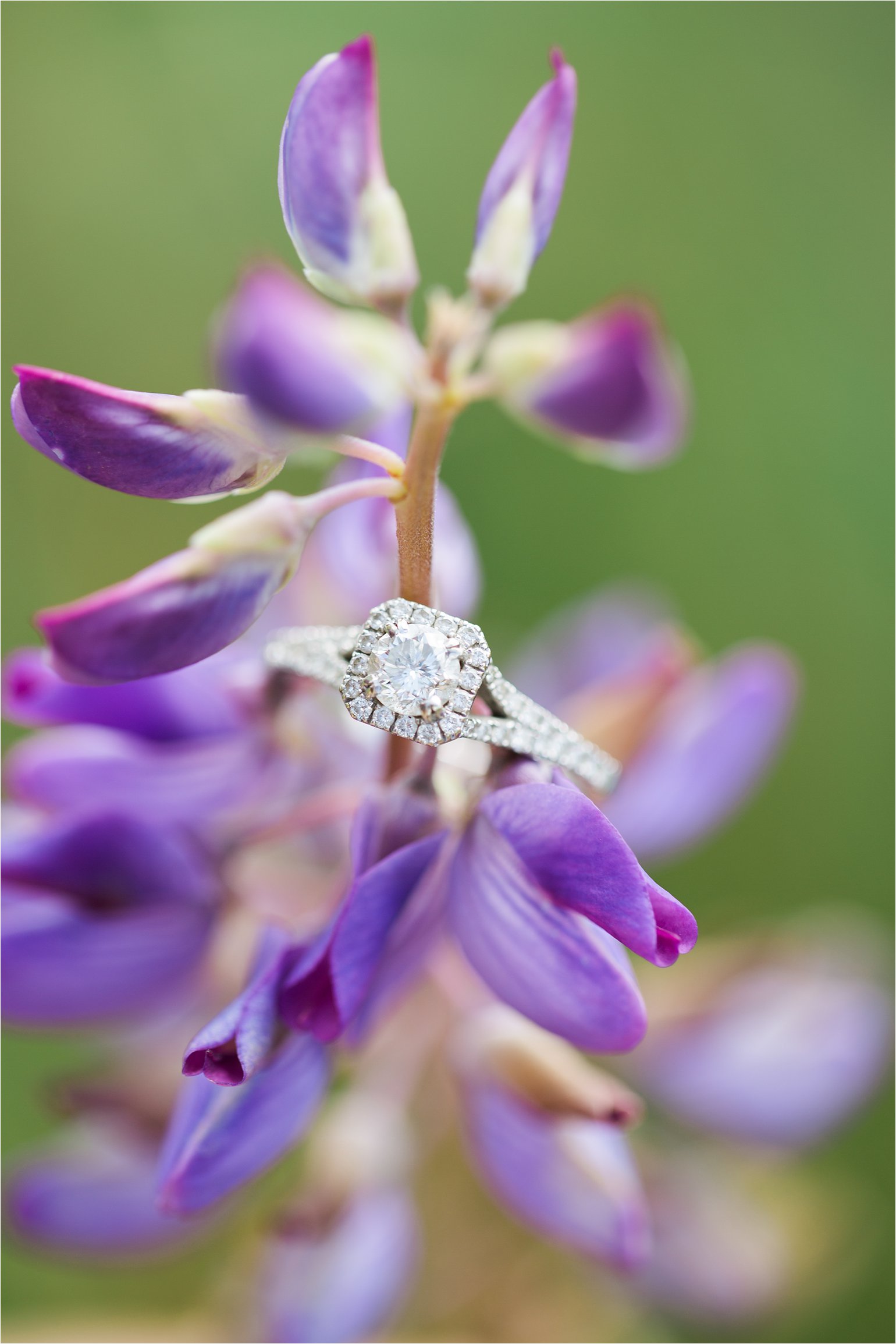 Engagement Ring on Flowers © 2015 Maundy Mitchell_0023.jpg