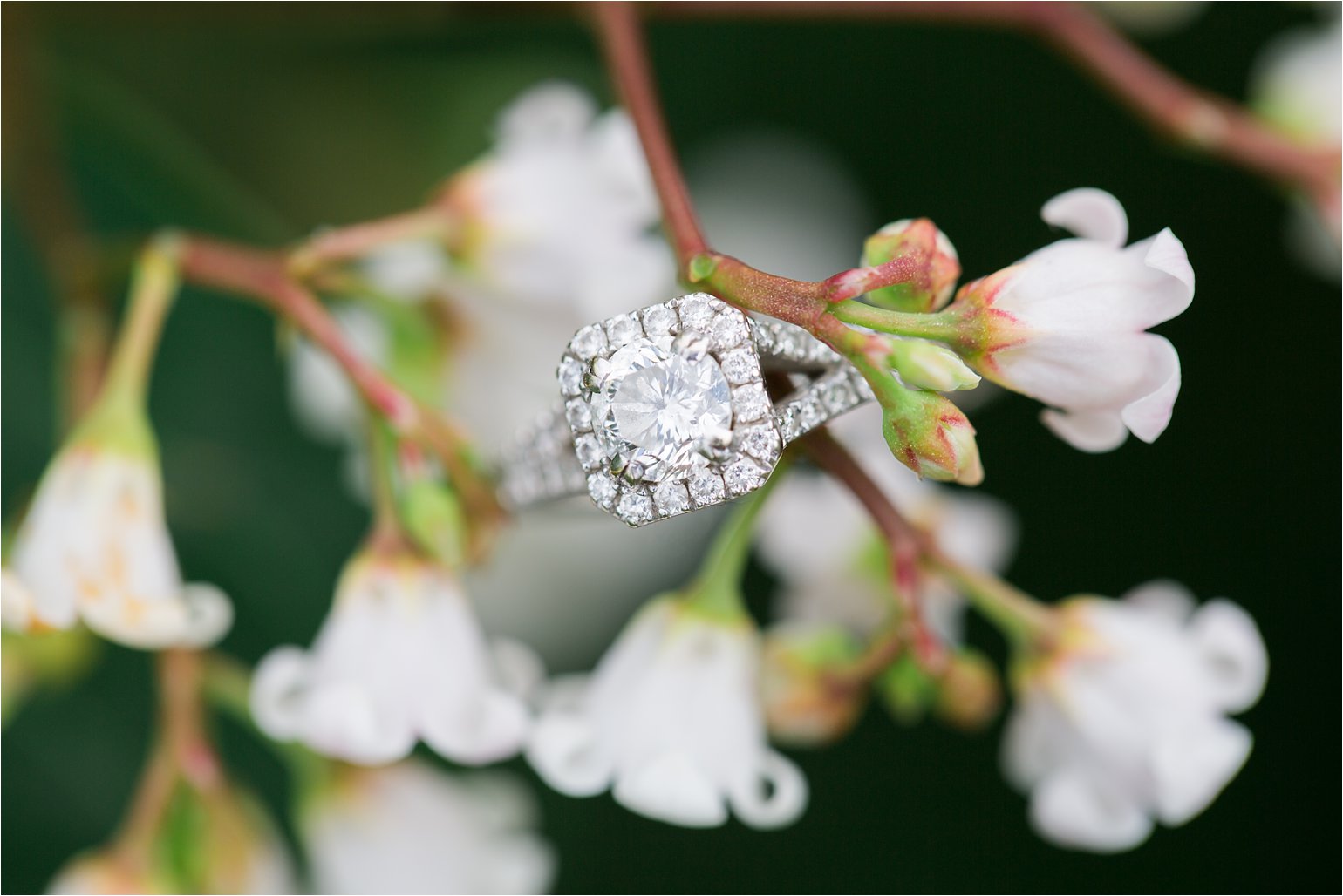 Engagement Ring on White Flowers (C) Maundy Mitchell
