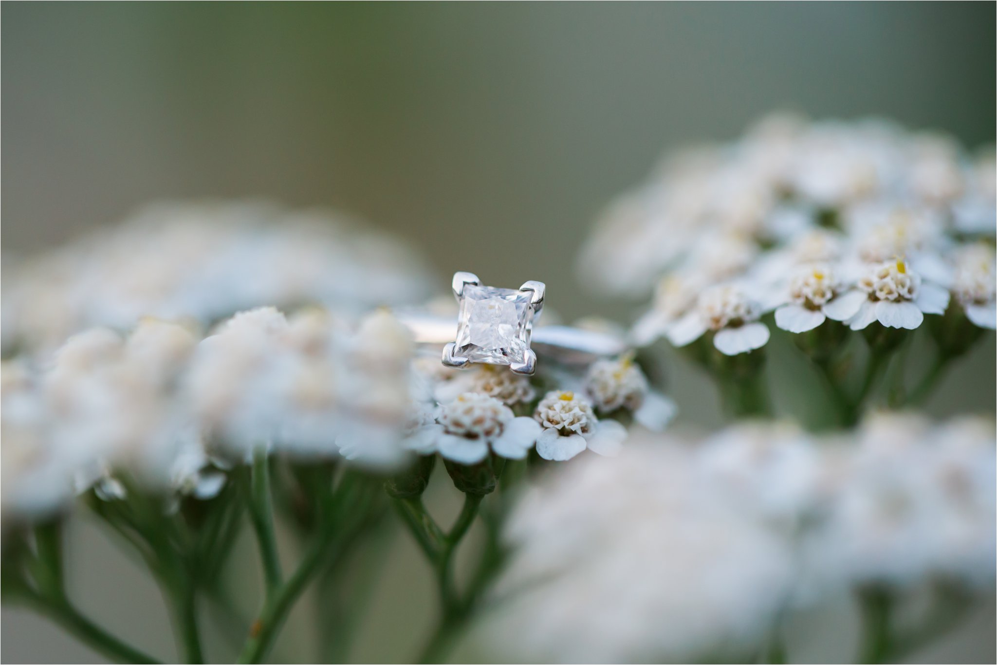 Engagement Ring on White Flowers (C) Maundy Mitchell