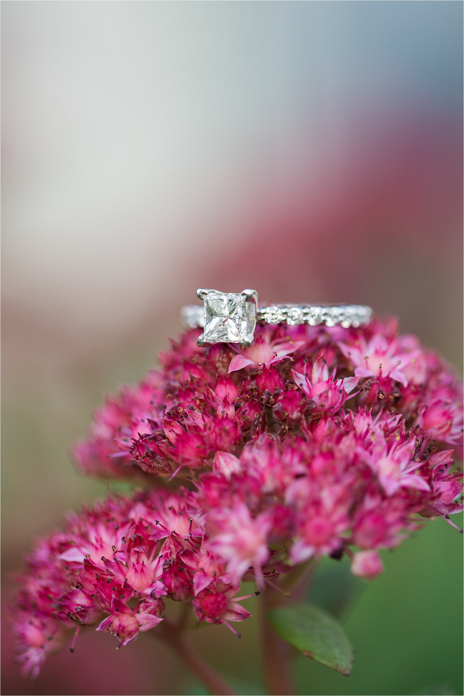 Engagement ring on flowers © 2015 Maundy Mitchell