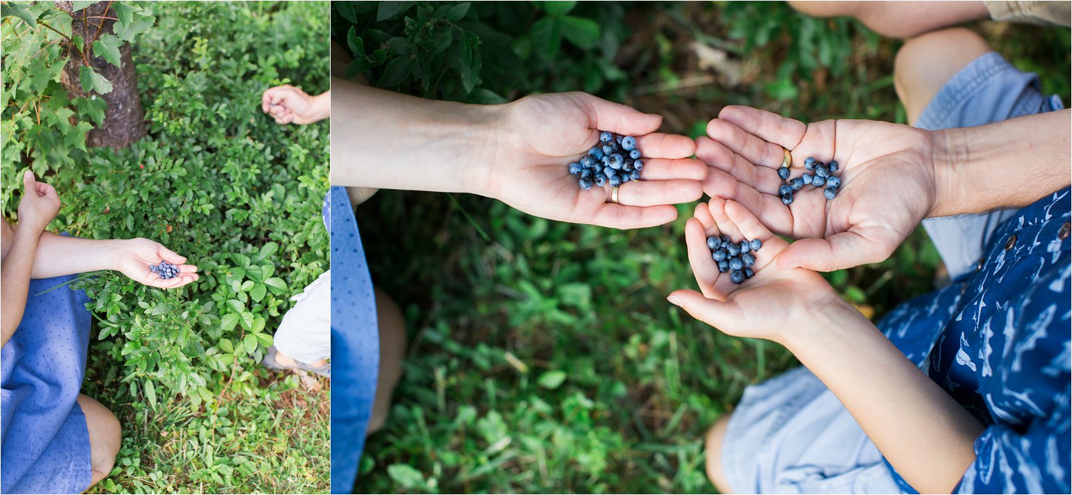 Family Picking Blueberries © 2015 Maundy Mitchell