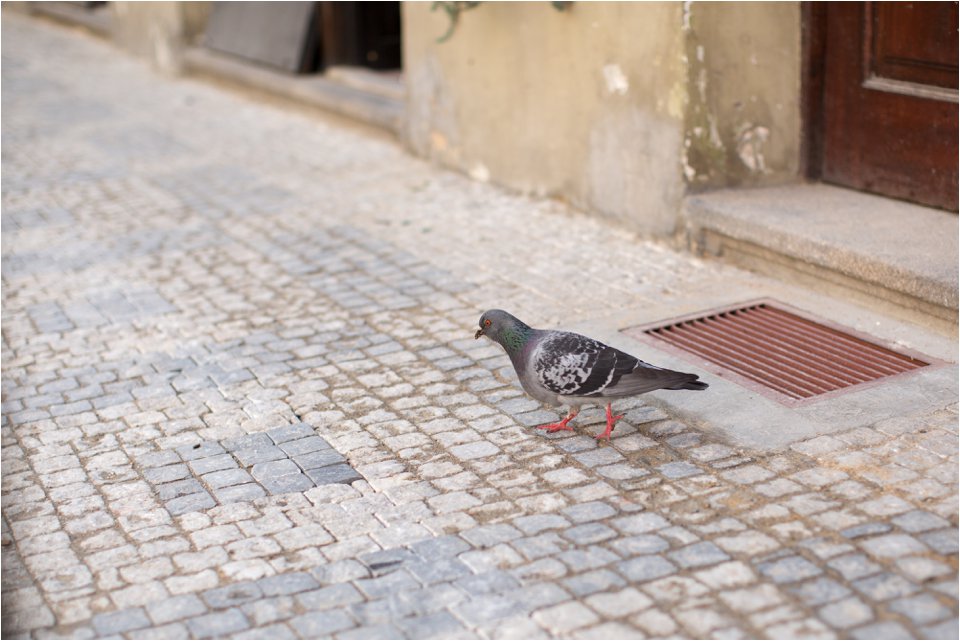 Pigeons in Prague (C) Maundy Mitchell