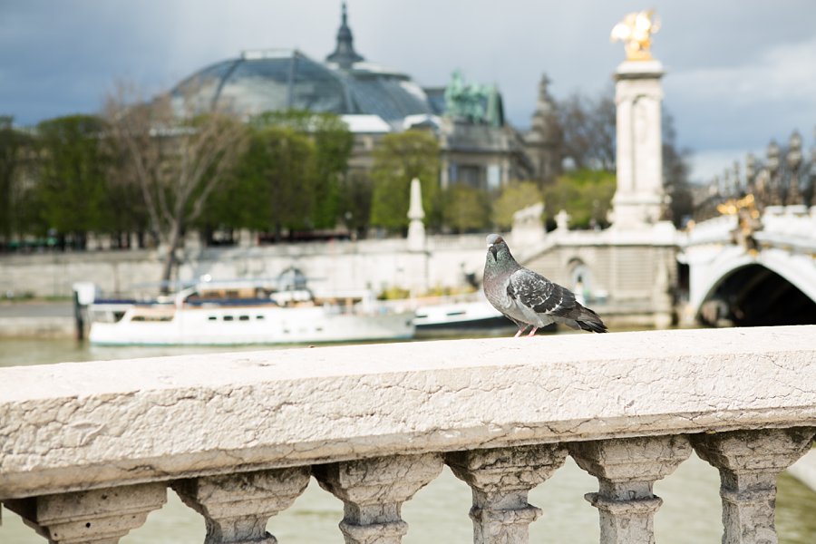 Bridge-Paris-Pigeon_0045.jpg