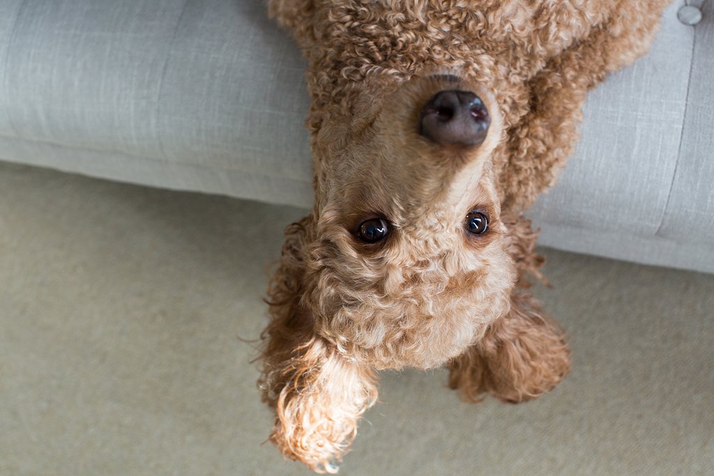 Lucy the Poodle, Upside Down_0010.jpg