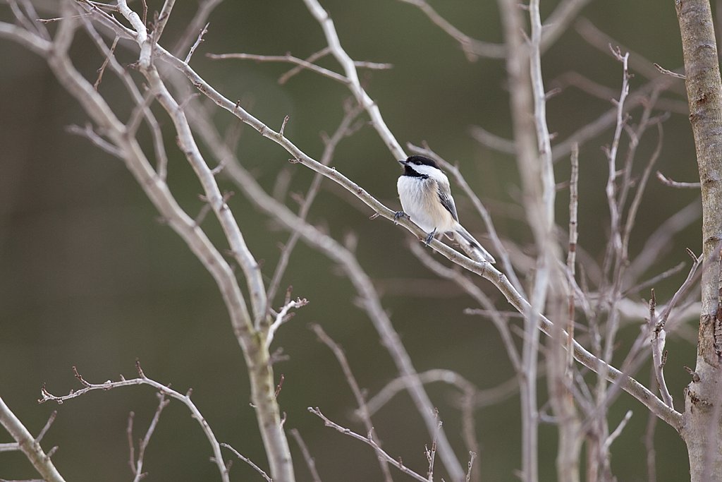 Black-capped Chickadee in NH_0001.jpg