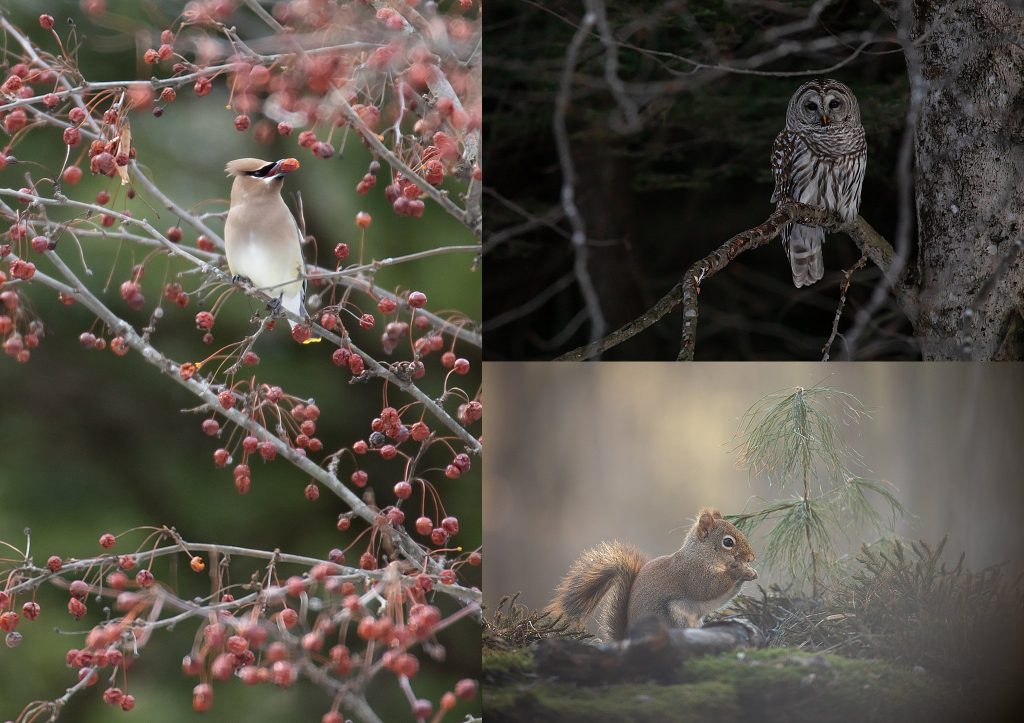 A cedar waxwing, a barred owl, a red squirrel 