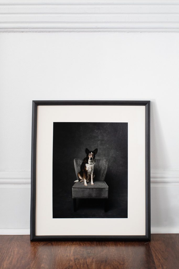 Custom framed portrait of Pretzel the dog