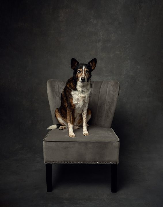 Portrait of a dog on a velvet chair